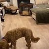 Hondje wil spelen