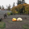 Grote olifant houdt ook van pompoenen