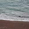 Baby zeehond ontsnapt van orka