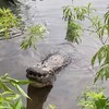 Krokodil in de water