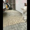 Hond is parkeersensor