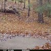 Blije wolven in bos doen spelen