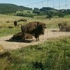 Lieve bizons