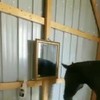 Paard ontdekt spiegelbeeld