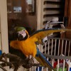 Papegaai doet mee op Snollebollekes
