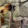 Rode panda is onhandig