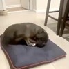 Hond snurkt