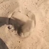 Mini-sinkhole op het strand