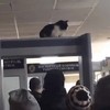 Kat op controlepost