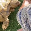 Schildpad heeft voetfetisj