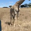 Hoe eet een giraffe gras?