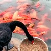 Feederzwaan voert de visjes