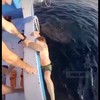 Rus vs knettergrote haai