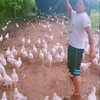 Karel en zijn kippenleger