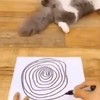 Kat hypnotiseren