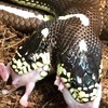 Tweekoppige slang met honger