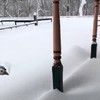 Hond hartje sneeuw