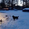 Hond hartje sneeuw #zoveel