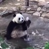 Panda versus fontein