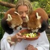 Meisje voert rode panda's
