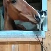 Paard is geen fan van pussy