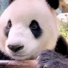 Gewoon een panda die bamboe eet