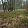 Wolvenfamilie is komen wonen in Noord Veluwe
