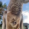 Buidel van een kangoeroe