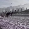 In Mongolië heeft het ook gesneeuwd