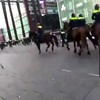 Politiepaard slaat op hol