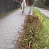 Paard ontsnapt in Harderwijk