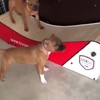 Puppy play!