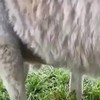 Buidel van kangoeroe