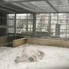 IJsbeer geniet van sneeuw