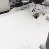 Bontkraagje helpt sneeuwruimen