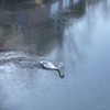 Prinsengrachtsloper duidelijk op beeld