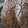 Bizon in de sneeuw