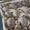 3500 Schildpadden gered van de winterkou