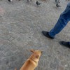 Hond vs de duiven