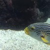 Vis uit Burgers Zoo spuugt schroef uit