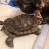 Schildpad versus poeskat