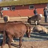 Ezels hebben ook gevoel