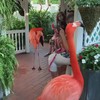 Flamingo's geven showtje