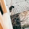 Parkour voor katten