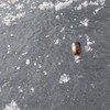 Pang pang op het ijs