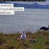 Albatros landing