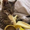 Poes nomt banaan