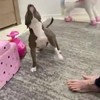 Doen alsof je je hond niet ziet