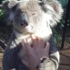 Even de koala aaien