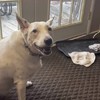 Hond is doof